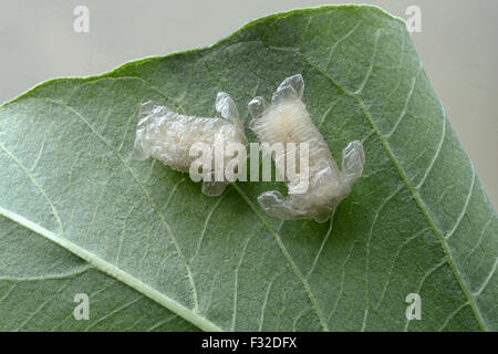 Arancione Scarabeo tartaruga (Aspidimorpha westwoodii) due oothecae sulla foglia, Trivandrum, Thiruvananthapuram distretto, Kerala, India, Marzo Foto Stock