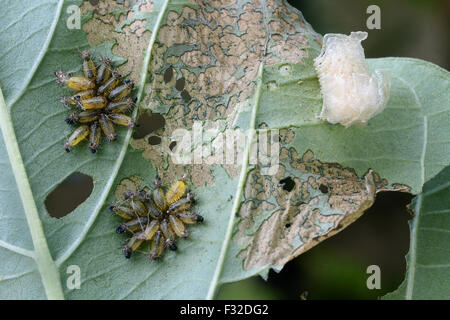 Arancione Scarabeo tartaruga (Aspidimorpha westwoodii) appena emerse le larve, gruppo con ootheca sulle foglie con danni di alimentazione, Trivandrum, Thiruvananthapuram distretto, Kerala, India, Aprile Foto Stock