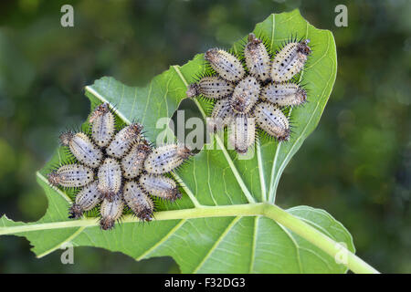 Arancione Scarabeo tartaruga (Aspidimorpha westwoodii) larve, gruppo sulle foglie con danni di alimentazione, Trivandrum, Thiruvananthapuram distretto, Kerala, India, Settembre Foto Stock