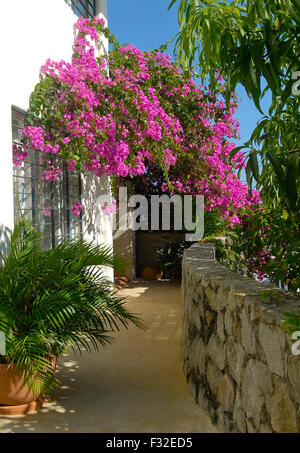 Bougainvilla rampicanti fiorite in Acapulco, Messico Foto Stock