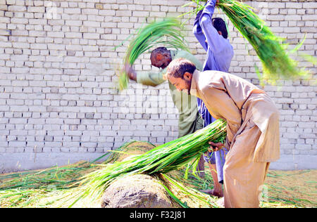 Gli agricoltori risone raccolto raccolto a un campo di risone in Larkana lunedì 28 settembre, 2015. Foto Stock