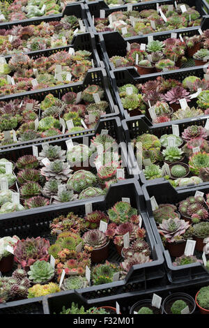 Sempervivum. Semprevivo piante in vassoi per vendita a flower show Foto Stock