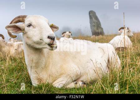 Pecore di Avebury Foto Stock