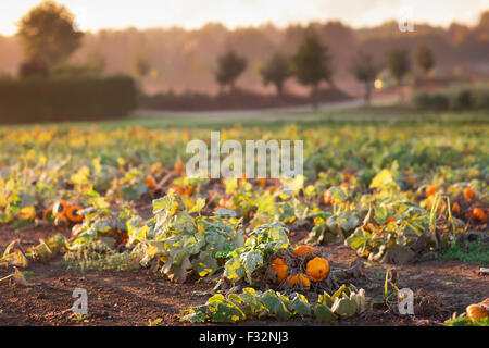 Splendido campo di zucca in Germania, Europa. Zucche di Halloween presso l'azienda. Zucca patch sulla mattina di autunno durante il tempo di ringraziamento Foto Stock