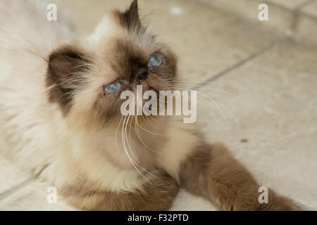Il persiano dagli occhi blu gatto marrone a casa cat staring verso l'alto in Copacabana di Rio de Janeiro in Brasile Foto Stock