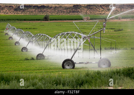 Raft River, Idaho - Irrigazione usando un centro-pivot impianto sprinkler. Foto Stock