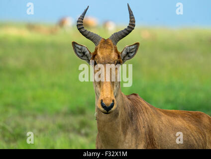 Tanzania, Mara, Serengeti National Park, topi (damaliscus lunatus) Foto Stock