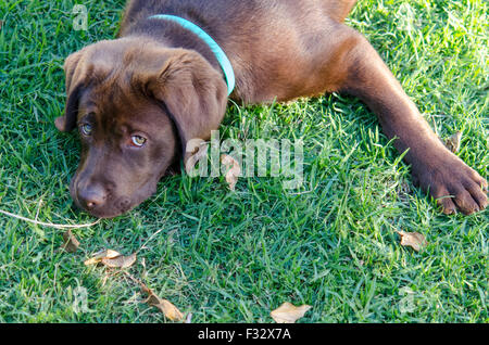 Il cioccolato Labrador Retriever puppy in allegro Foto Stock