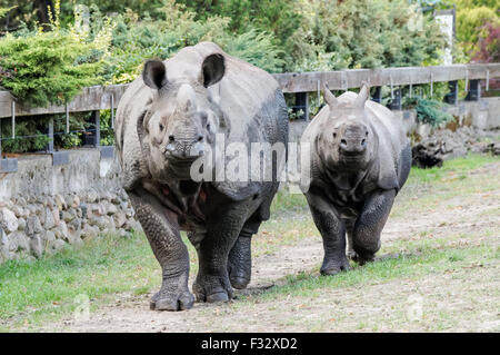 Il rinoceronte indiano (Rhinoceros unicornis) presso lo Zoo di Varsavia, Polonia Foto Stock