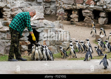 I Penguins africani allo Zoo, Plock Polonia Foto Stock