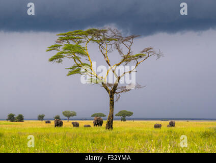 Tanzania, Mara, Serengeti National Park, l'elefante africano (Loxodonta africana) dietro ad un albero di acacia sotto un cielo tempestoso Foto Stock