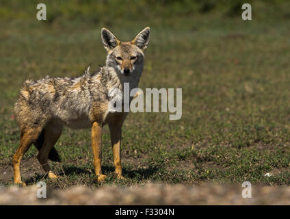 Tanzania, Regione di Arusha, Ngorongoro Conservation Area, nero-backed jackal (canis mesomelas) Foto Stock