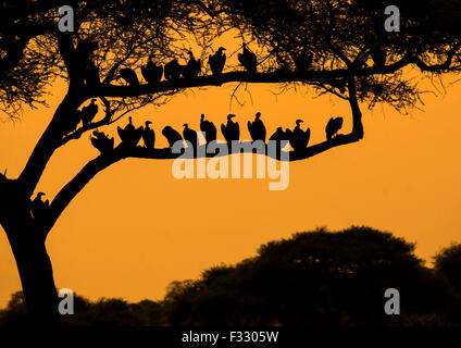 Tanzania, Karatu, Parco Nazionale di Tarangire e, gruppo di African white-backed grifone (Gyps africanus) seduto in acacia Foto Stock