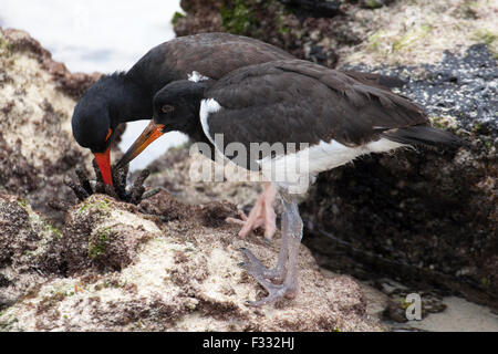 Oystercatcher americano (Haematopus palliatus) genitore e giovane nutrimento su riccio di mare sulla costa del Pacifico Foto Stock