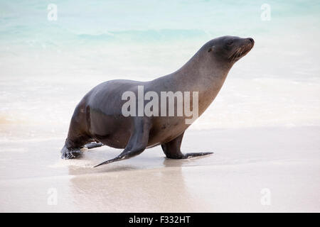 Le Galapagos Sea Lion (Zalophus wollebaeki) uscente dell'oceano Foto Stock