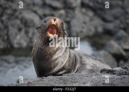 Gallo di Galapagos (Arctocephalus galapagoensis) che chiama, sulla costa dell'isola di Santiago, il Parco Nazionale delle Galapagos. Specie in pericolo. Foto Stock