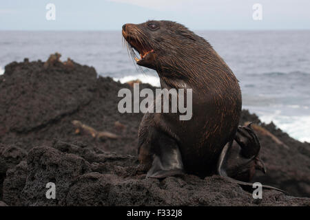 Gallo di pelliccia Galapagos richiamo, sulla costa dell'isola di Santiago, Parco Nazionale Galapagos. Arctocephalus galapagoensis. Specie in pericolo. Foto Stock