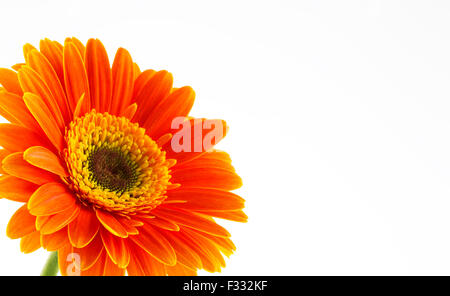 Orange gerbera daisy flower isolato su uno sfondo bianco. Foto Stock