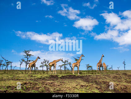 Tanzania, Regione di Arusha, Ngorongoro Conservation Area, giraffe (giraffa camelopardalis) Foto Stock