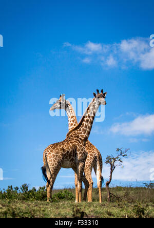 Tanzania, Regione di Arusha, Ngorongoro Conservation Area, giraffe (giraffa camelopardalis) Foto Stock