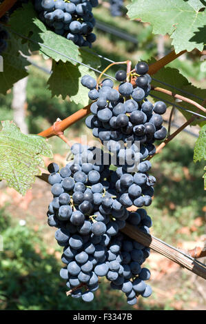Dornfelder, Rotwein, Rote, Weintrauben, Foto Stock