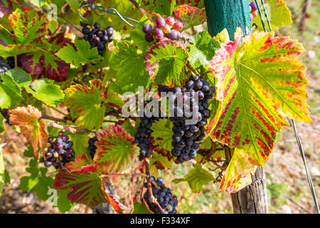 Vigneto Rüdesheimer Berg, vino bianco uva, Rudesheim, Rheingau, valle del Reno, Germania Foto Stock