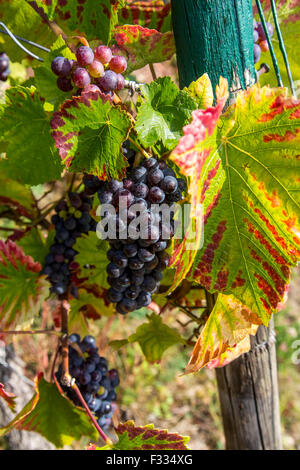 Vigneto Rüdesheimer Berg, vino bianco uva, Rudesheim, Rheingau, valle del Reno, Germania Foto Stock