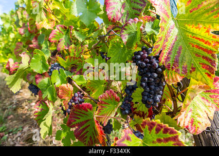 Vigneto Rüdesheimer Berg, vino bianco uva, Rudesheim, Rheingau, valle del Reno, Germania Foto Stock