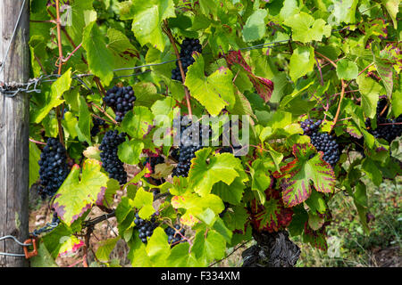 Vigneto Rüdesheimer Berg, vino bianco uva, Rudesheim, Rheingau, valle del Reno, Germania Foto Stock