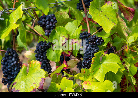 Vigneto Rüdesheimer Berg, vino bianco uva, Rudesheim, Rheingau, valle del Reno, Germania Foto Stock