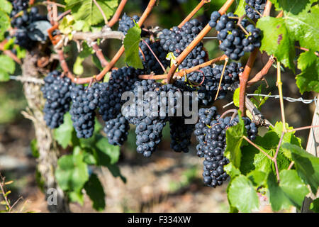 Vigneto Rüdesheimer Berg, vino bianco uva, Rudesheim, Rheingau, valle del Reno, Germania Foto Stock