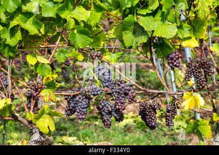 Vigneto Rüdesheimer Berg, vino bianco uva, Rudesheim, Rheingau, valle del Reno, Germania Foto Stock