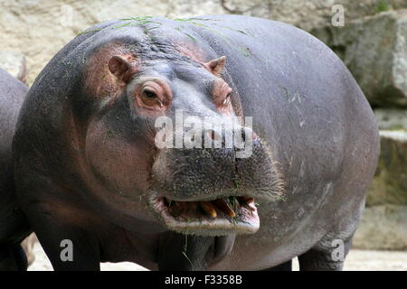 Sorridente africana di Ippona (Hippopotamus amphibius) Foto Stock