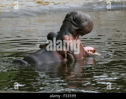 African Ippona (Hippopotamus amphibius) in close-up, allevamento a testa alta fuori dall'acqua Foto Stock