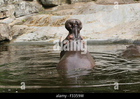 African Ippona (Hippopotamus amphibius) in close-up, allevamento a testa alta fuori dall'acqua Foto Stock