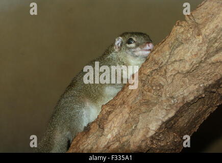 Sud-est asiatico albero comune Megera (Tupaia glis) Foto Stock