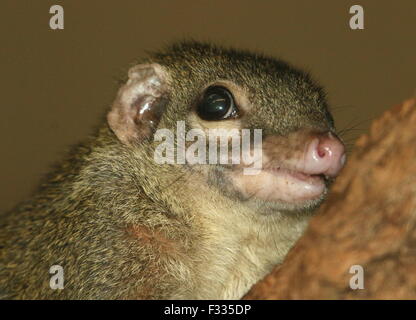 Sud-est asiatico albero comune Megera (Tupaia glis) Foto Stock