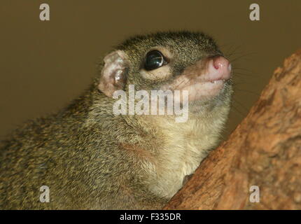 Sud-est asiatico albero comune Megera (Tupaia glis), primo piano del suo muso Foto Stock