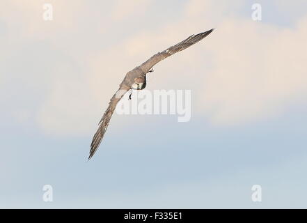 Saker falcon in volo durante un uccello da preda mostrano a Beekse Bergen Zoo, Paesi Bassi Foto Stock