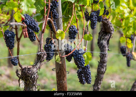 Vigneto Rüdesheimer Berg, vino bianco uva, Rudesheim, Rheingau, valle del Reno, Germania Foto Stock