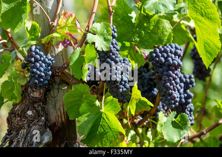 Vigneto Rüdesheimer Berg, vino bianco uva, Rudesheim, Rheingau, valle del Reno, Germania Foto Stock