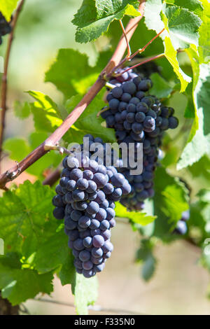 Vigneto Rüdesheimer Berg, vino bianco uva, Rudesheim, Rheingau, valle del Reno, Germania Foto Stock