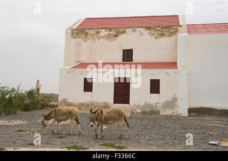 Due asini che pascolano nella parte anteriore di un bianco e rosso al di fuori della chiesa Boa Vista sull'isola repubblica di Capo Verde Foto Stock