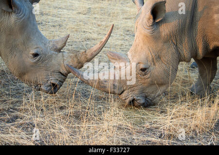 Il rinoceronte bianco (Ceratotherium simum), ritratto, pascolando Okapuka Ranch, Distretto di Windhoek, in Namibia Foto Stock