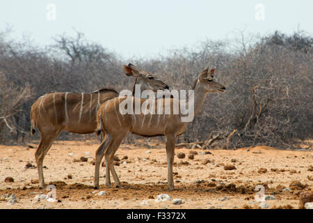 Kudu maggiore (Tragelaphus strepsiceros), femmine, avviso, il Parco Nazionale di Etosha, Namibia Foto Stock