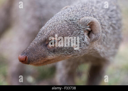 La mangusta nastrati (Mungos mungo), ritratto, il Parco Nazionale di Etosha, Namibia Foto Stock