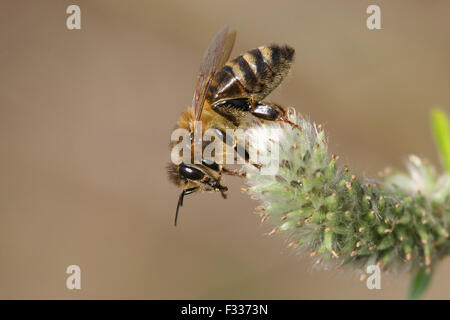 Western honey bee o European miele delle api (Apis mellifera) su una capra willow flower (Salix caprea, Turingia), Germania Foto Stock