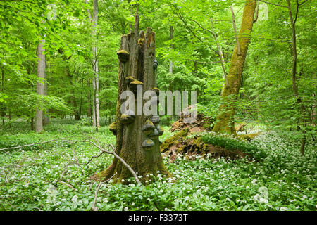 Europeo morto faggio (Fagus sylvatica) con tinder fungo (Fomes fomentarius) e fioritura aglio selvatico (Allium ursinum) Foto Stock