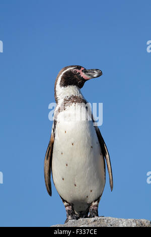 Pinguini Humboldt (Spheniscus Humboldti), captive Foto Stock