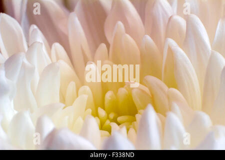 Primo piano presenta il nucleo del fiore e bella petali di crisantemo delicato giallo pallido. Foto Stock